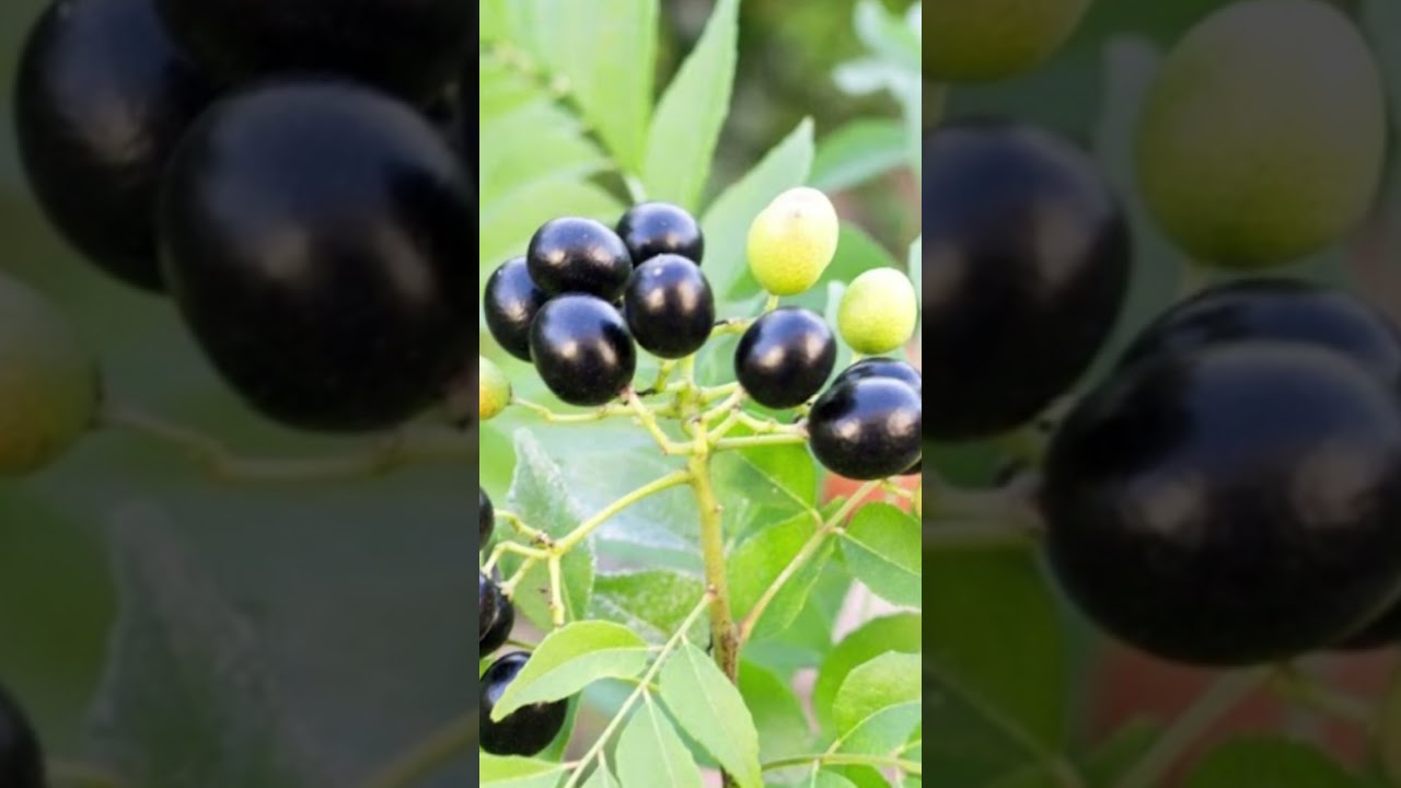 How to Grow a Healthy Curry Leaf Plant from Seeds 🌿 | Easy Gardening Tips