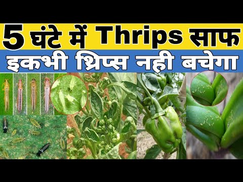 Thrips Control Insecticide: Clear Thrips in 5 Hours 🌿