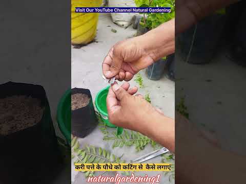करी पत्ते के पौधे को कटिंग से कैसे लगाएं #cutting #curryleaves #youtubeshorts #shorts