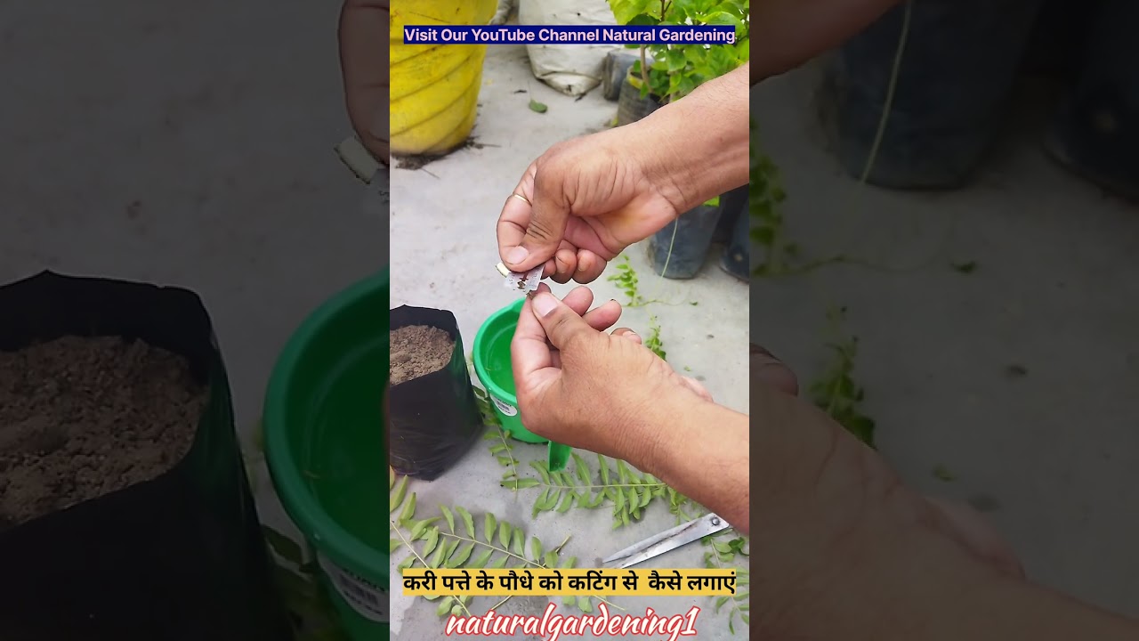 करी पत्ते के पौधे को आसानी से कटिंग से लगाएं 🌿 | आसान तरीका