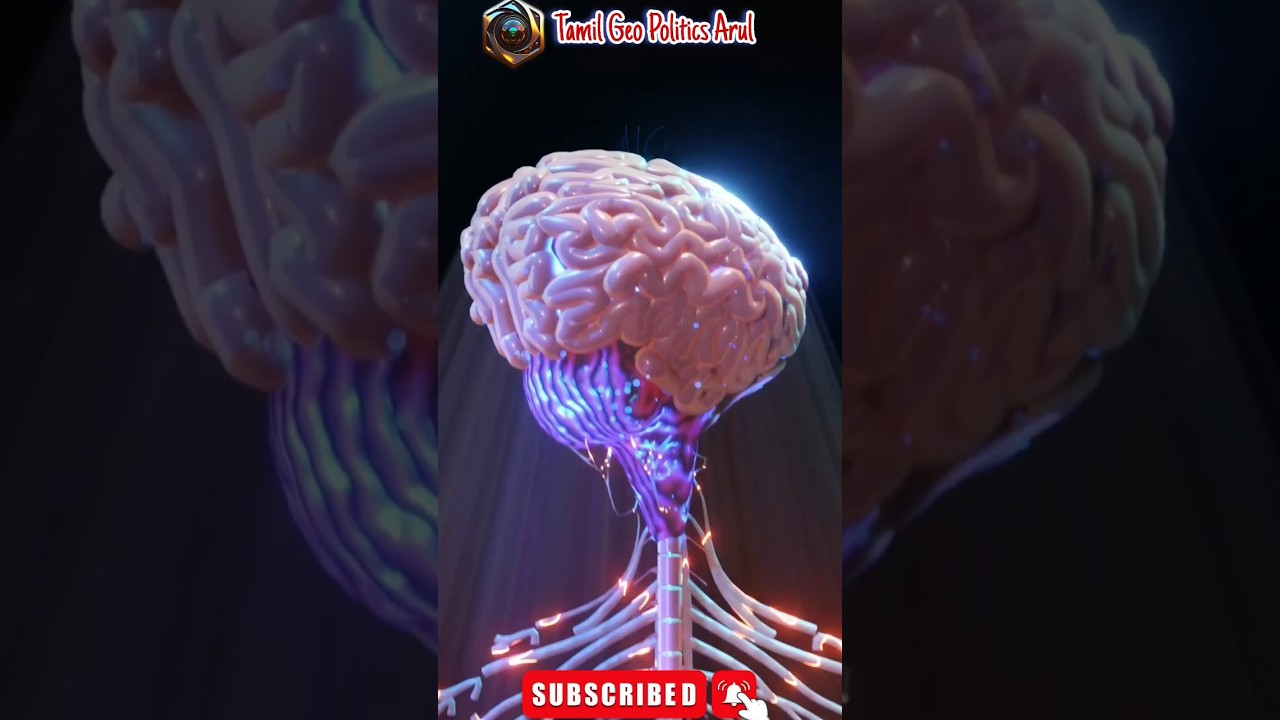 நரம்பு மண்டலம்: தமிழில் விளக்கம் 🧠