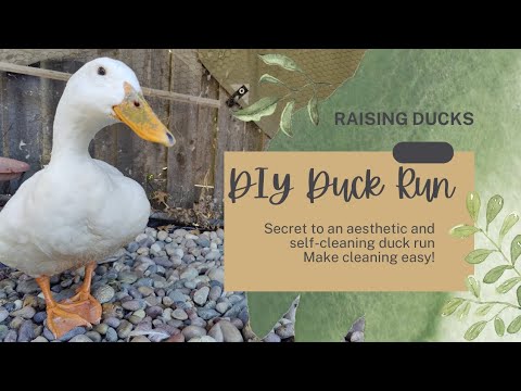 Easy Mess-Free Duck Enclosure |DIY Self-Cleaning Duck Run