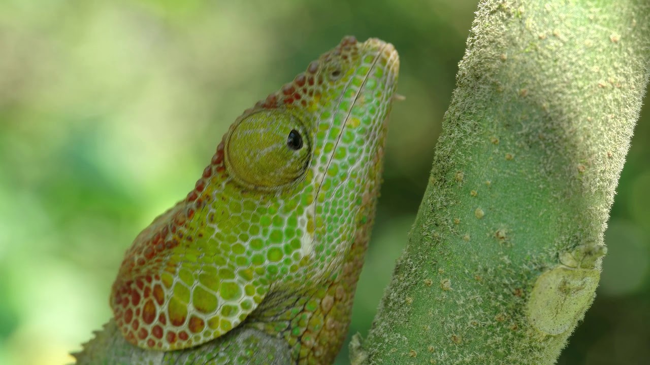 Stunning Madagascar Footage in 1440p on Samsung Galaxy Flagship 🌍