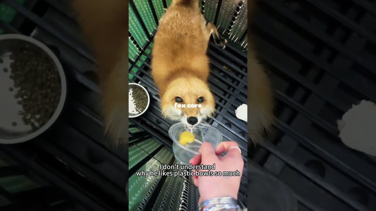 Fox Core 🦊: Cute & Viral Pet Moments
