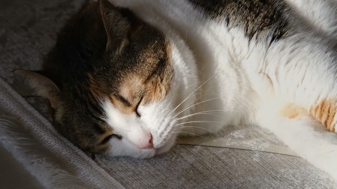 Jeu de 7 Familles Parole de Chat 🎲