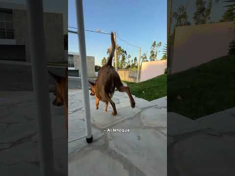 A CASA DO VIZINHO - EPISÓDIO 1 - A PORTA DA GIRAFA!