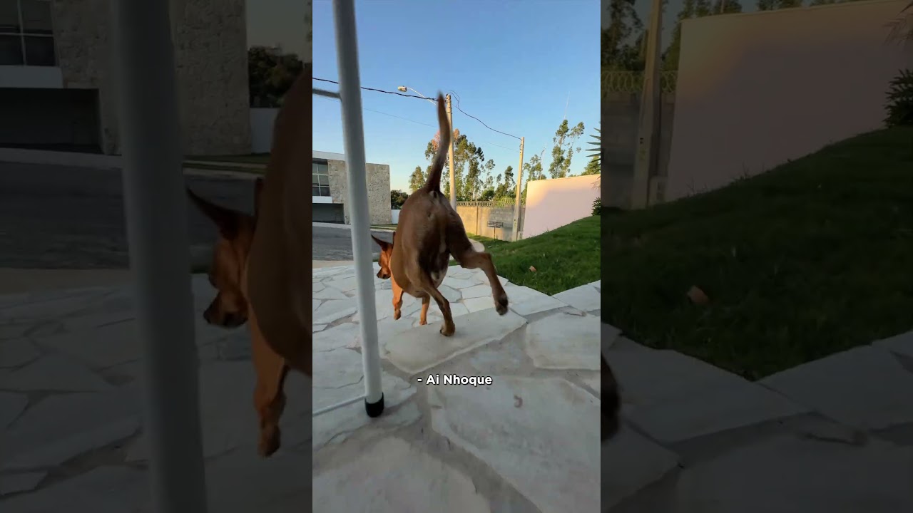 A Casa do Vizinho - Episódio 1: A Porta da Girafa! 🦒