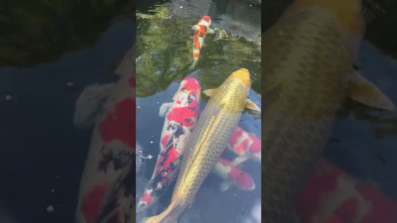 Stunning 17,000-Gallon Japanese Koi Pond 🐟