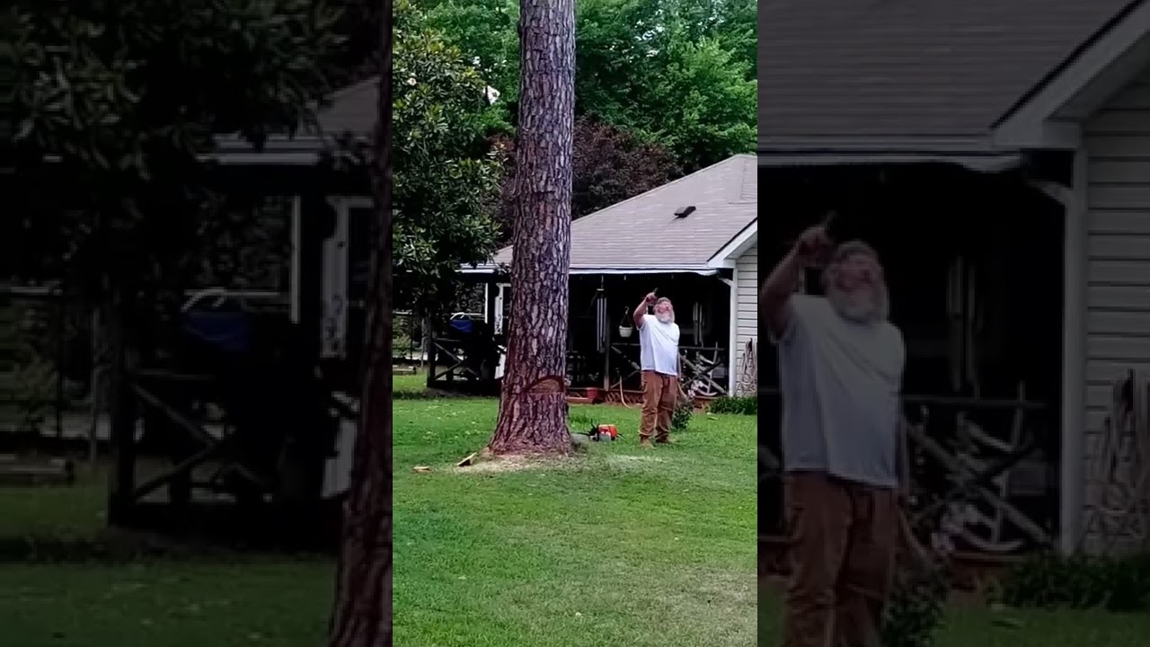Dead Pine Tree Explodes Unexpectedly 🌲💥