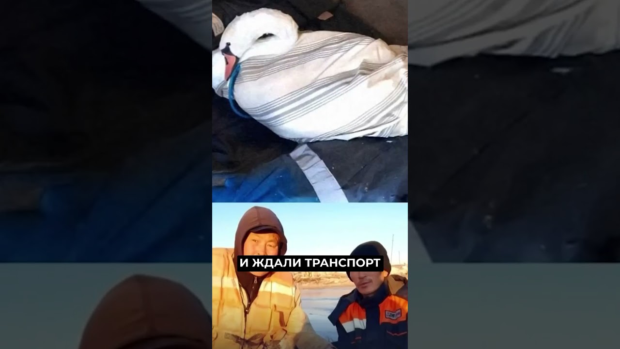 Спасение лебедя из льда 🦢