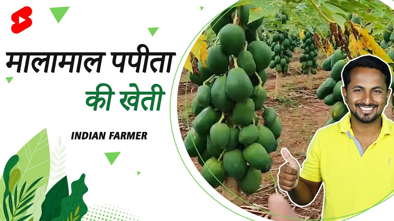 मालामाल पपीता की खेती🔥 | Papaya Farming Tips