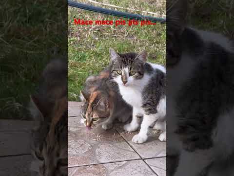 Mace mace pis pis pis #cat #beautiful #cute #catcat #kitten #kitty #catsworld