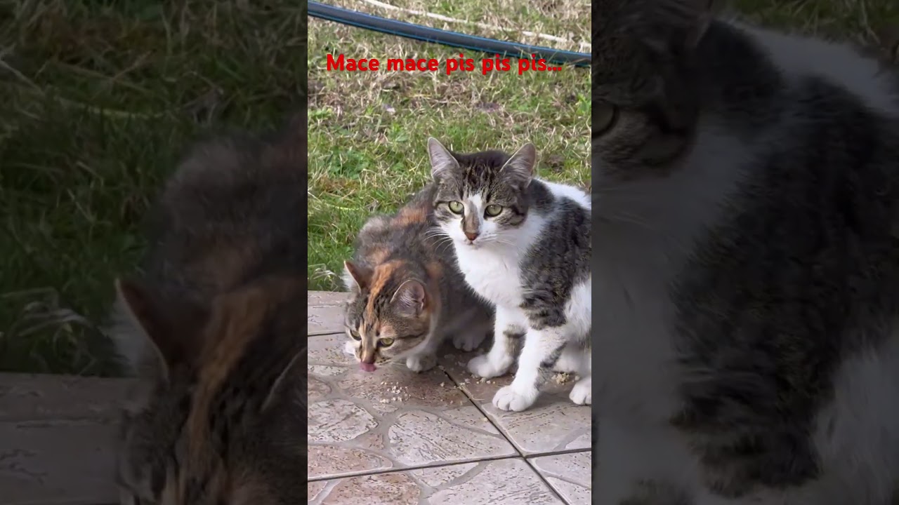 Adorable Mace Mace Purring Cats 🐱 - Cute & Beautiful Kitten Moments