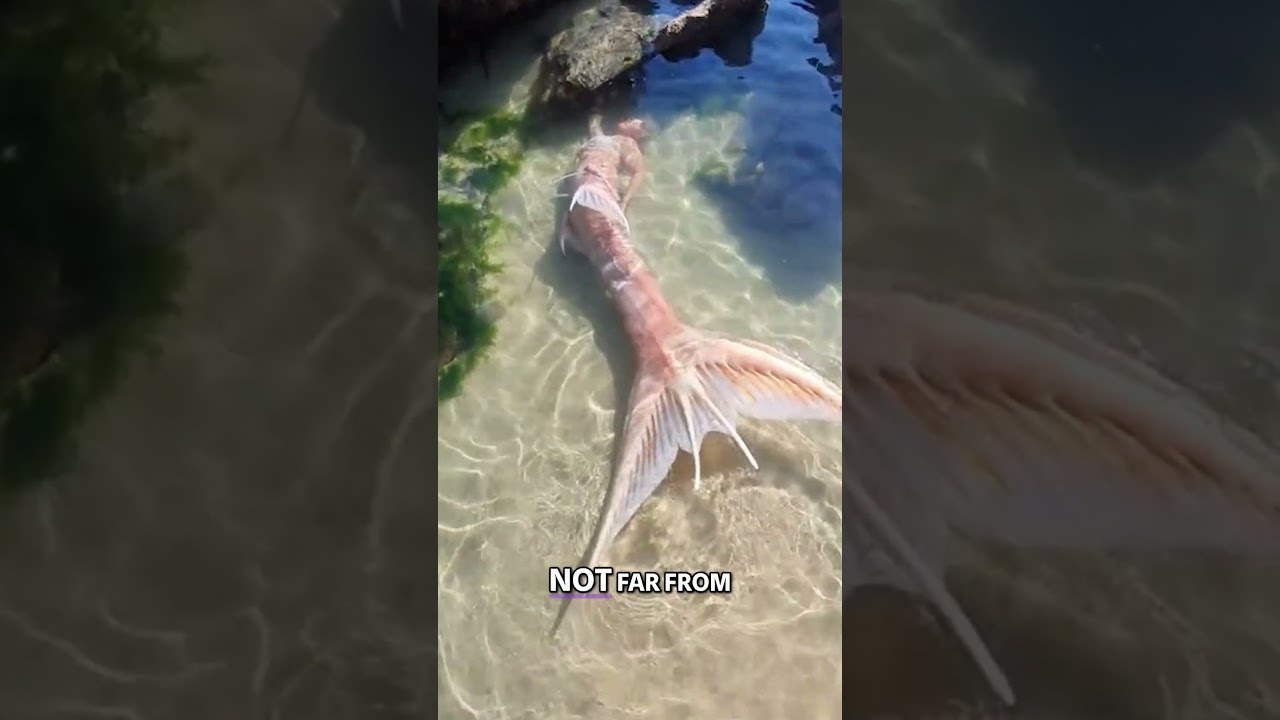 Mermaid Discovered Washed Up On Beach In Jamaica