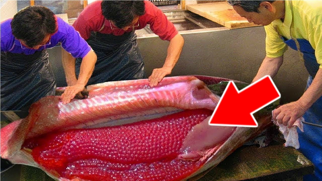 Comment est fait le caviar | Lama Faché