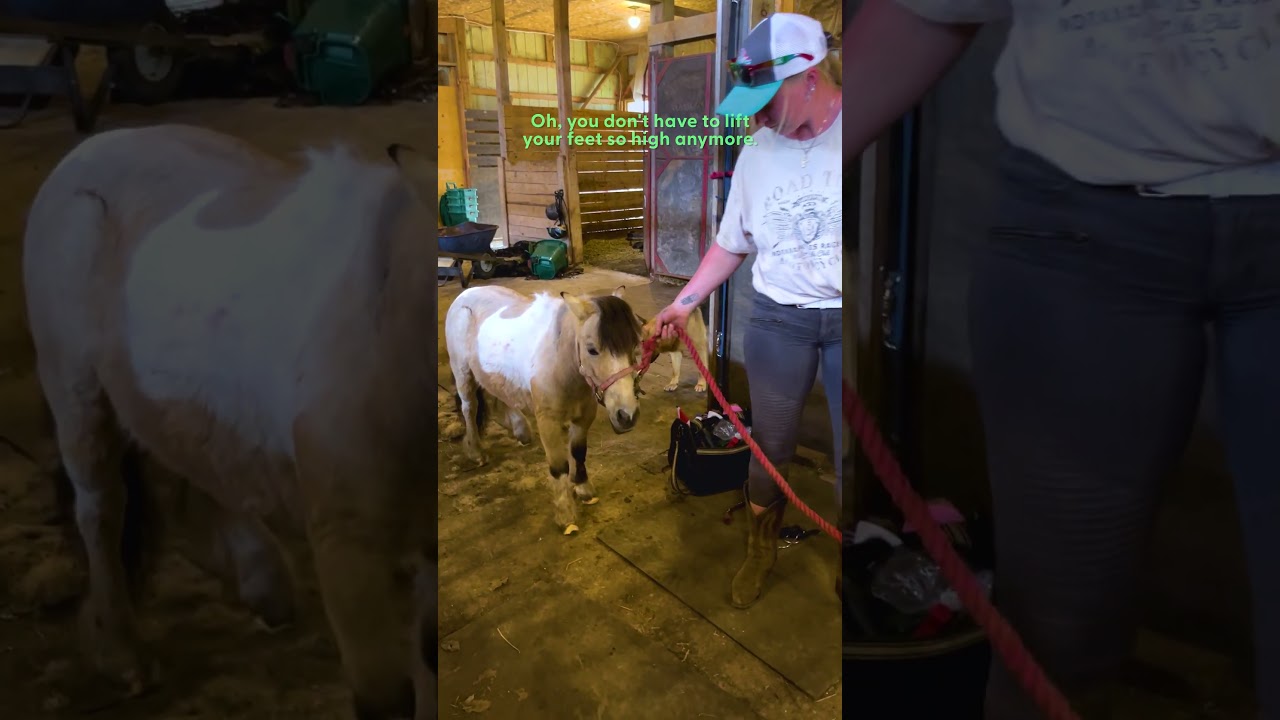 Neglected Pony's Hooves Grow Long Spirals π΄