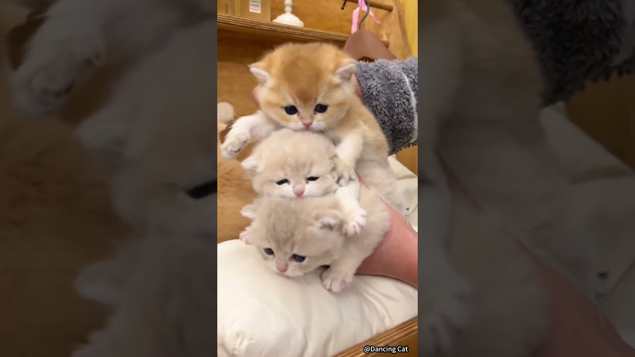 Funny Cat Videos Compilation π±