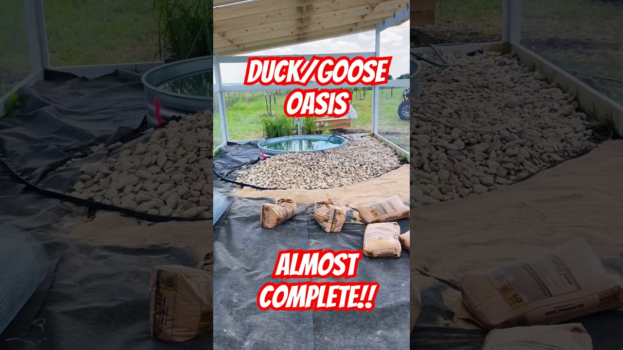 Best Coop on YouTube! New Duck & Goose Enclosure 🦆