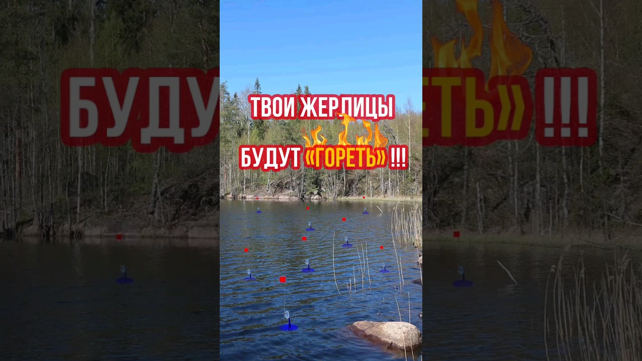 Лучший способ насаживания живца для ловли щуки на жерлицы 🎣