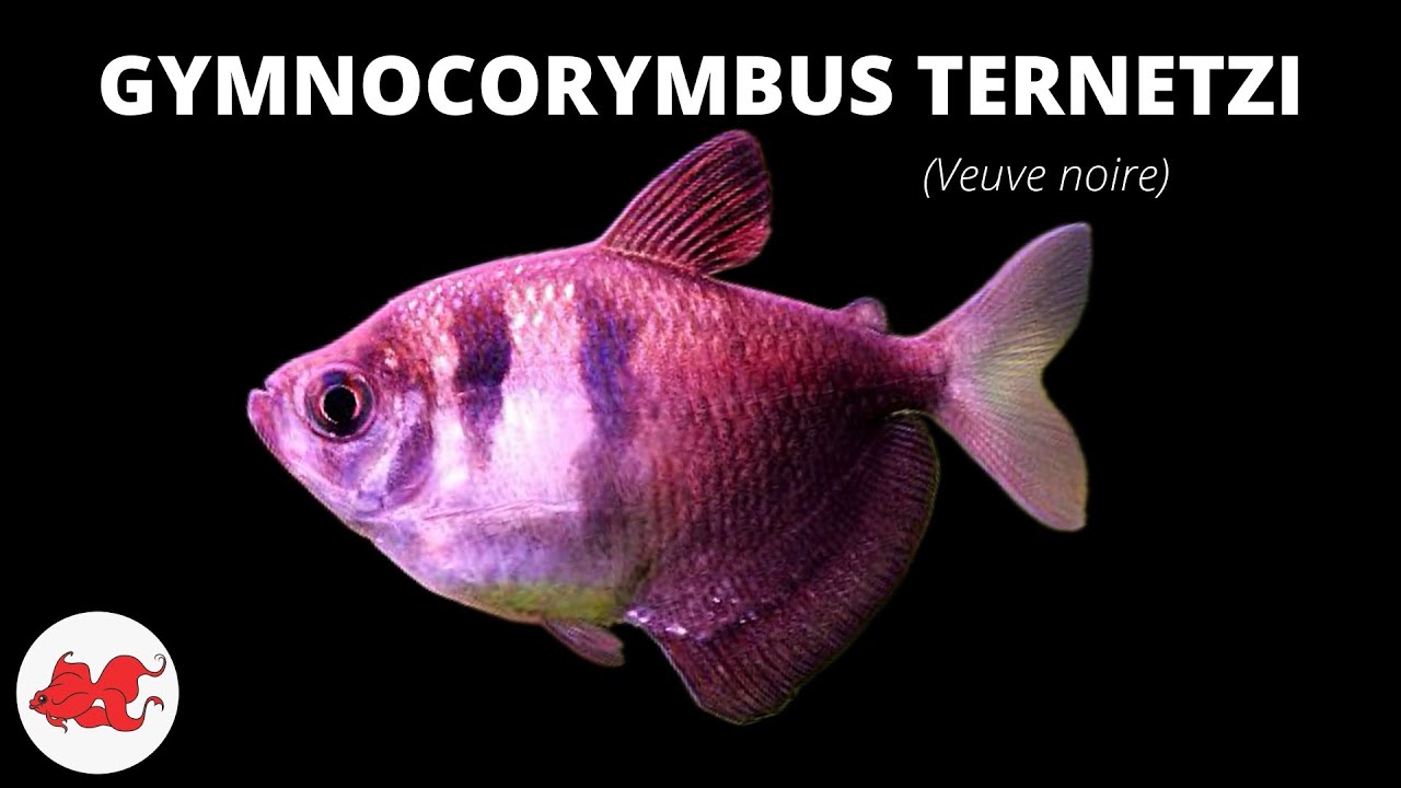 Veuve Noire (Tetra Noir) : Poisson d'Aquarium Facile 🐟