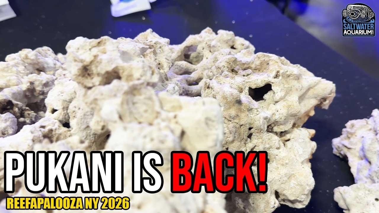 Legendary Fiji Pukani Rock is BACK! | Reefapalooza NY 2026