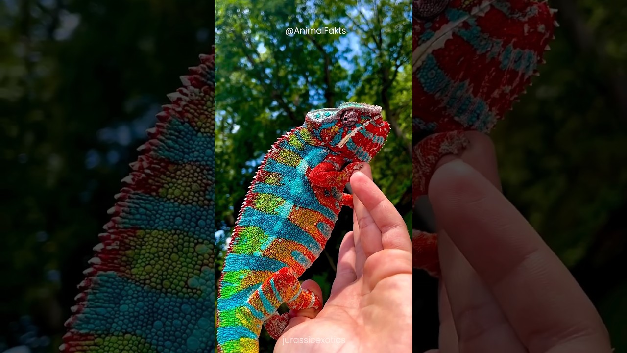 Chameleons: Masters of Color Change & Hunting 🦎
