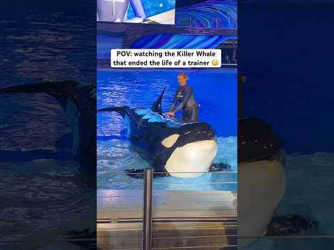 This Killer Whale ended a life of a trainer 😳