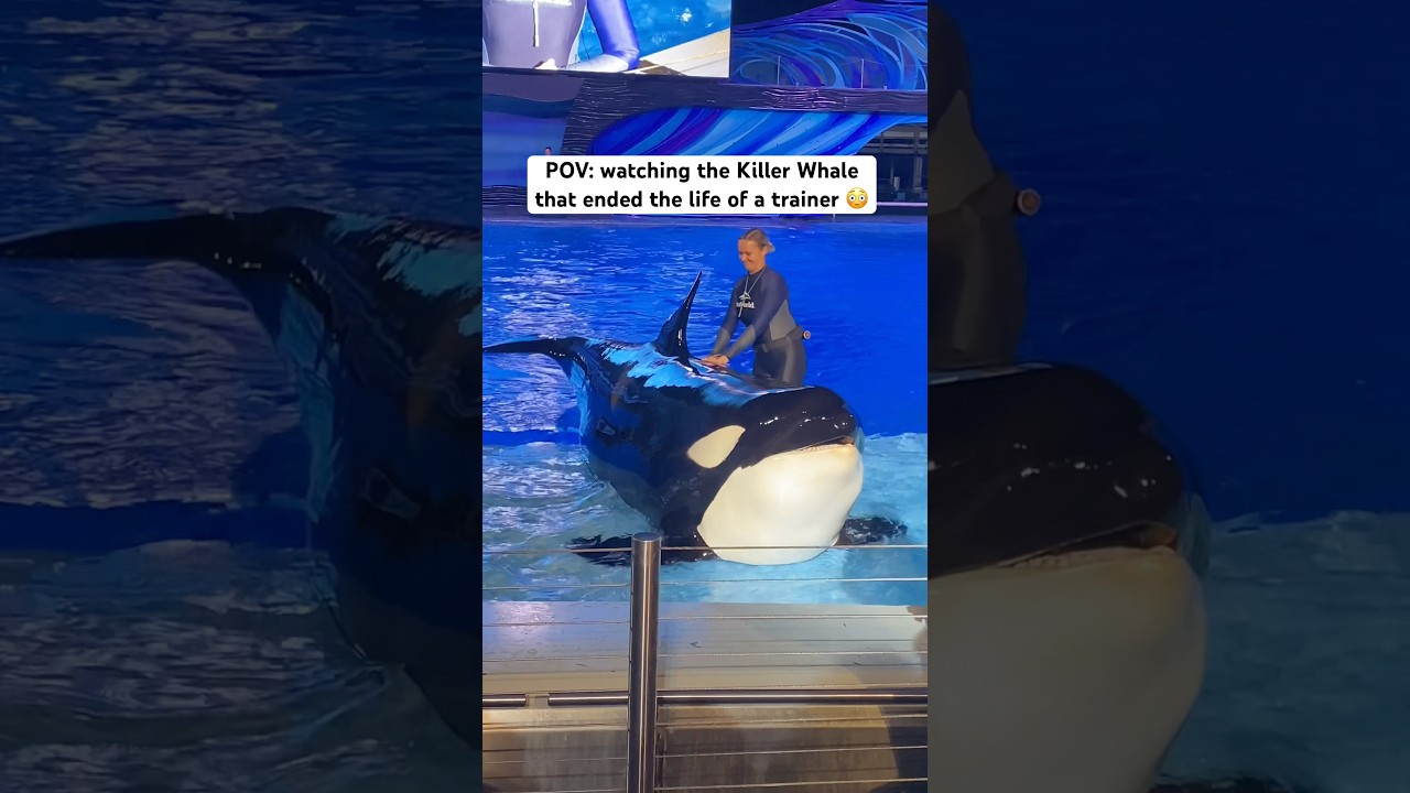 Tragic Incident: Killer Whale Fatally Injures Trainer π’