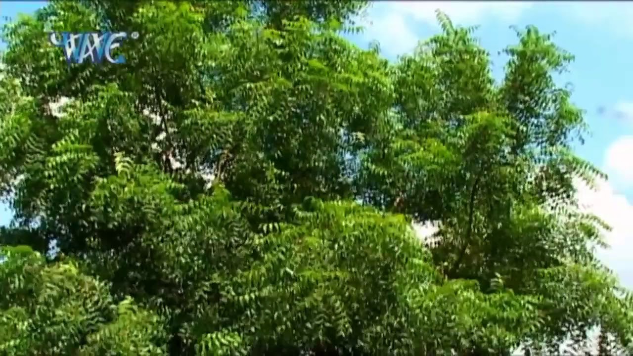 पवन सिंह का सुपरहिट देवी गीत 🎶