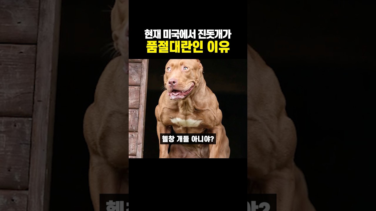 미국서 진돗개 품절 대란 🐕