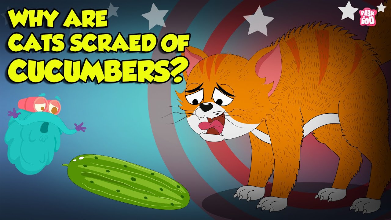 Why Are Cats Scared of Cucumbers? 🥒