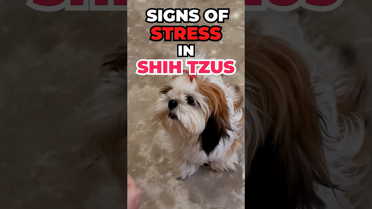 Top Signs Your Shih Tzu Is Stressed 🐶 | How to Keep Them Happy & Healthy