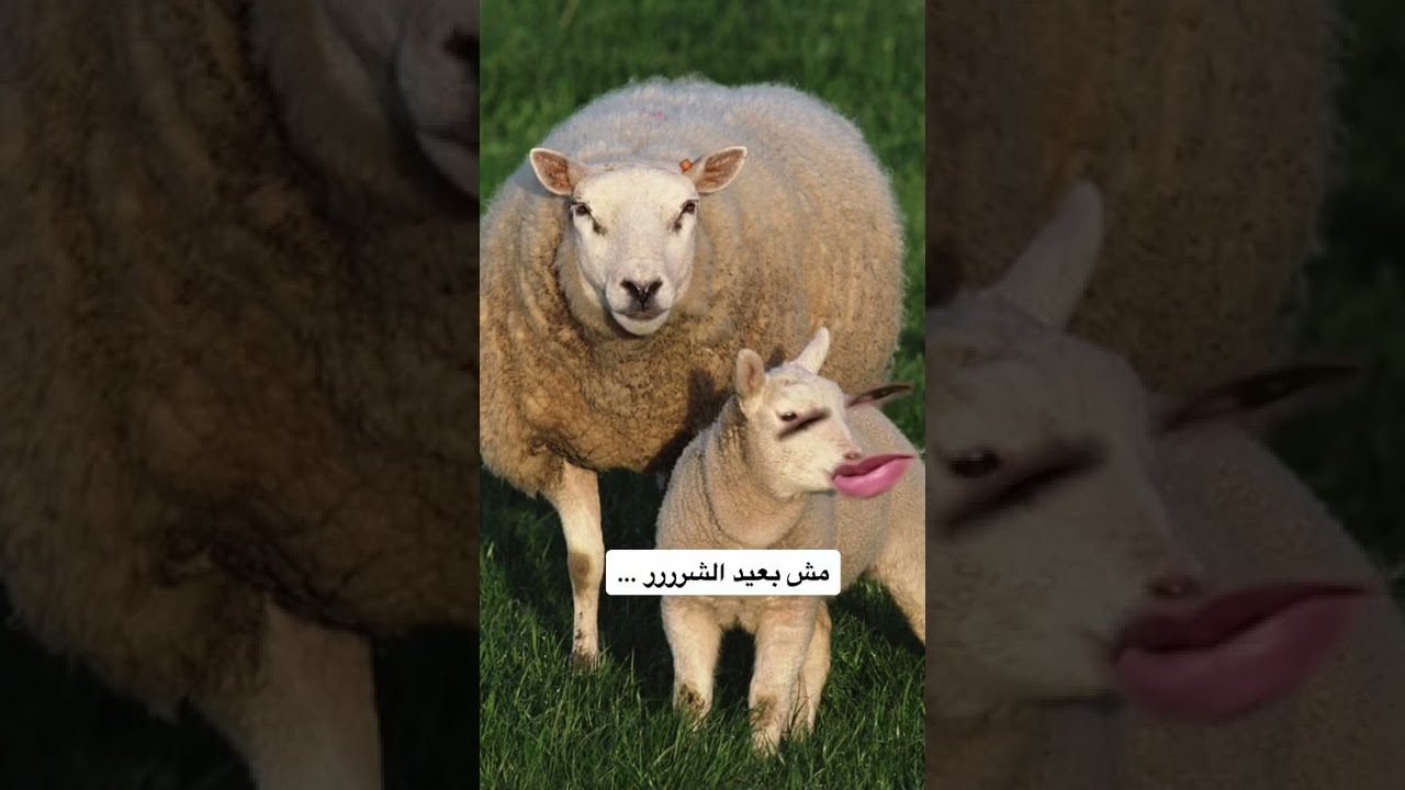 عيد الأضحى والخرفان 🐑