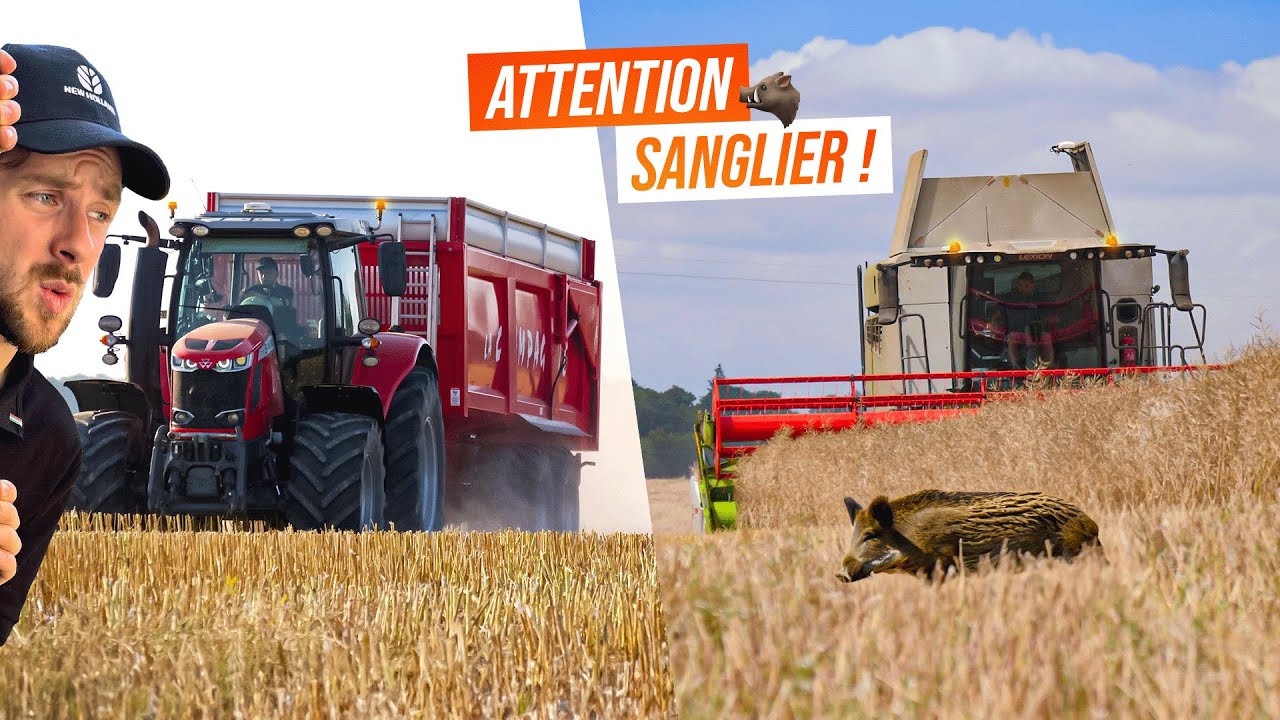 Moisson 2025 : Sangliers et Claas Lexion en action