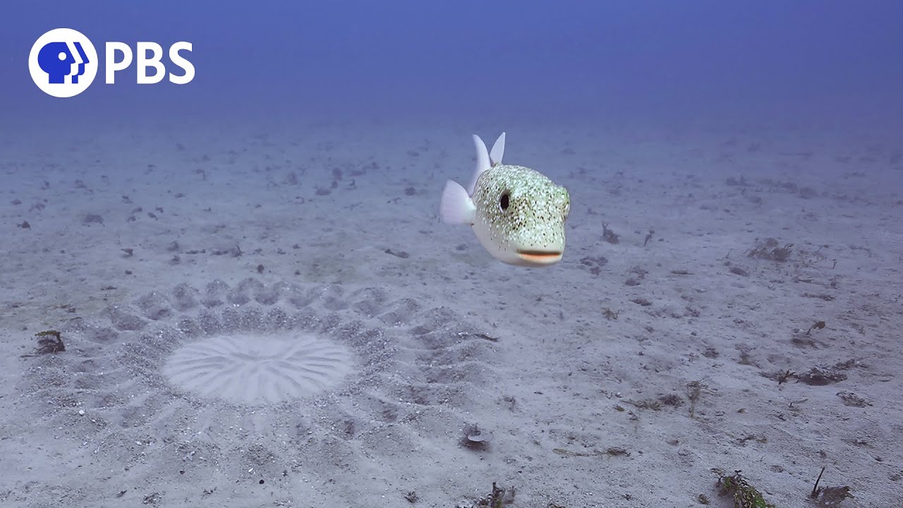 Japanese Pufferfish Builds Sand Sculpture to Attract Mate 🐡