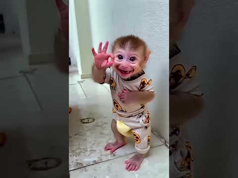 خالو شوف قرد كيوت …/// cute….