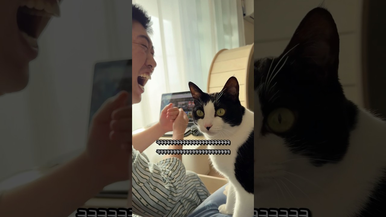 고양이 울음 멈추는 방법 🐱