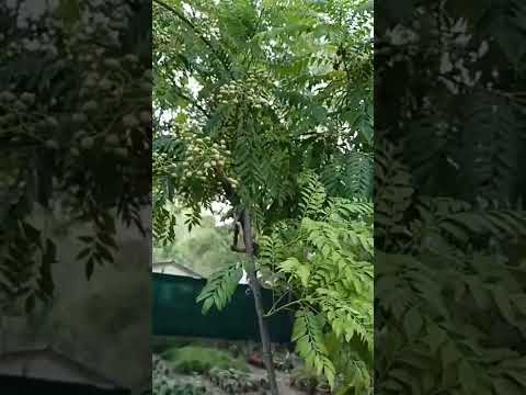 करी पत्ता क्या है – Curry Leaves Plant In Hindiकरी पत्ता को करी लीफ कड़ी पत्ता मीठीमीठा नीम इत्यादि