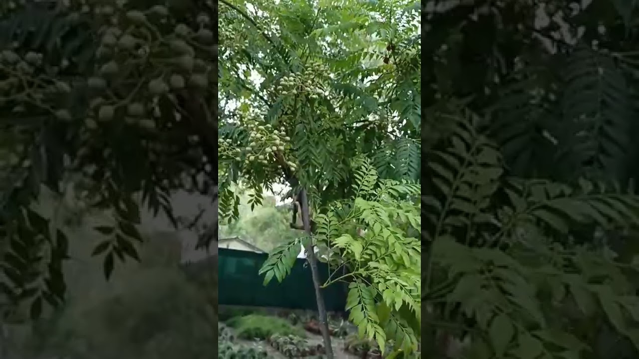 करी पत्ता क्या है? जानिए इसके फायदे और सेवन का सही तरीका 🌿