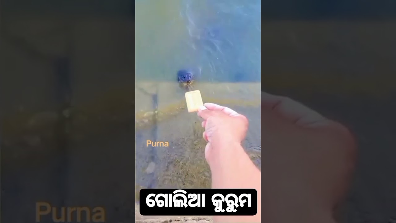 Golia Kuruma: Classic Indian Snack