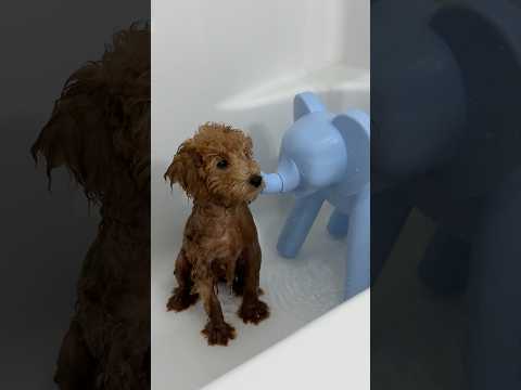 puppyβs must have πΆπ #puppy #bath #bathtime #shorts #poodle