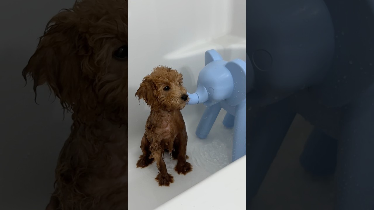 Essential Bath Time Tips for Your Puppy 🐶 | Must-Have Supplies & Tricks