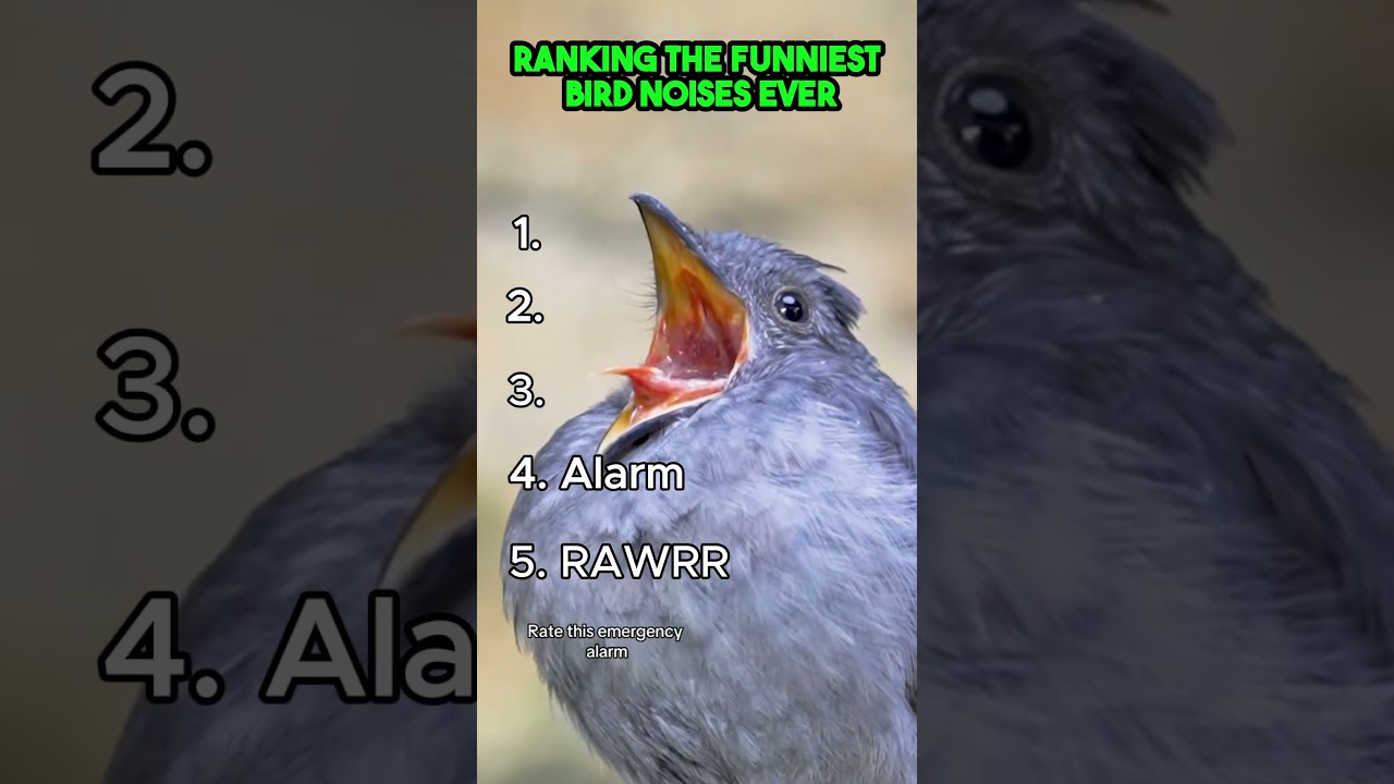 Top 5 Hilarious Bird Sounds 🐦