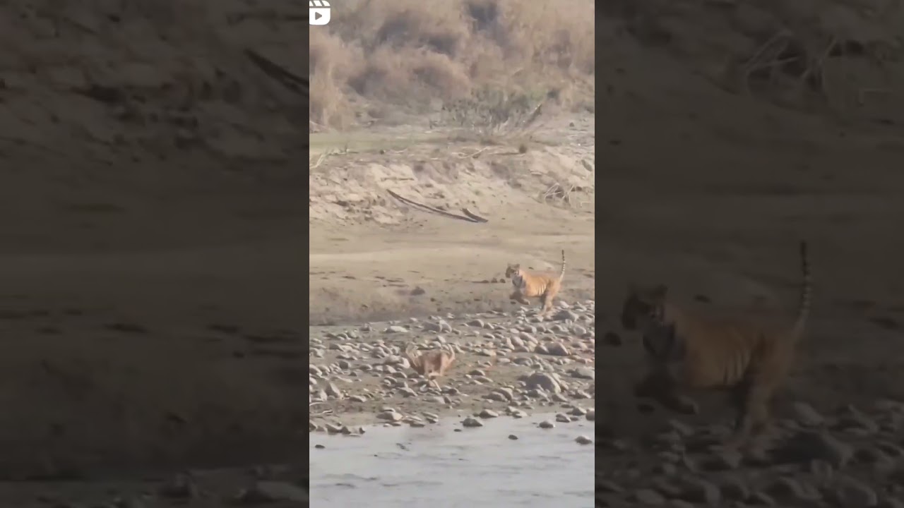 Thrilling Tiger Hunt: Predator in Action at Dhikala Corbett 🐅