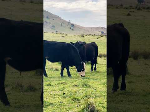 Australian landscapes and farm animals 🇦🇺 #nature #landscape #travel #animals