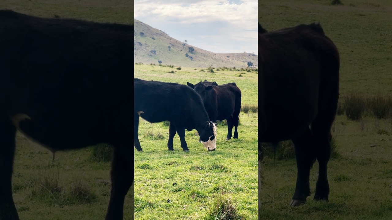 Explore Australia's Scenic Landscapes & Farm Life 🇦🇺