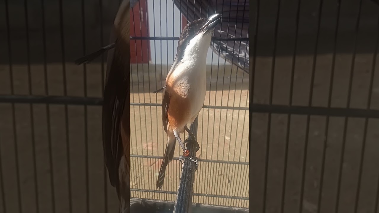 Cendet Isian Kunti, Ampuh untuk Pancingan 🐦