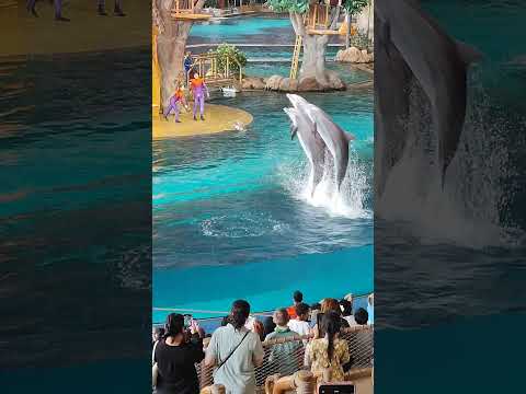 Amazing dolphins show in SeaWorld Abu Dhabi