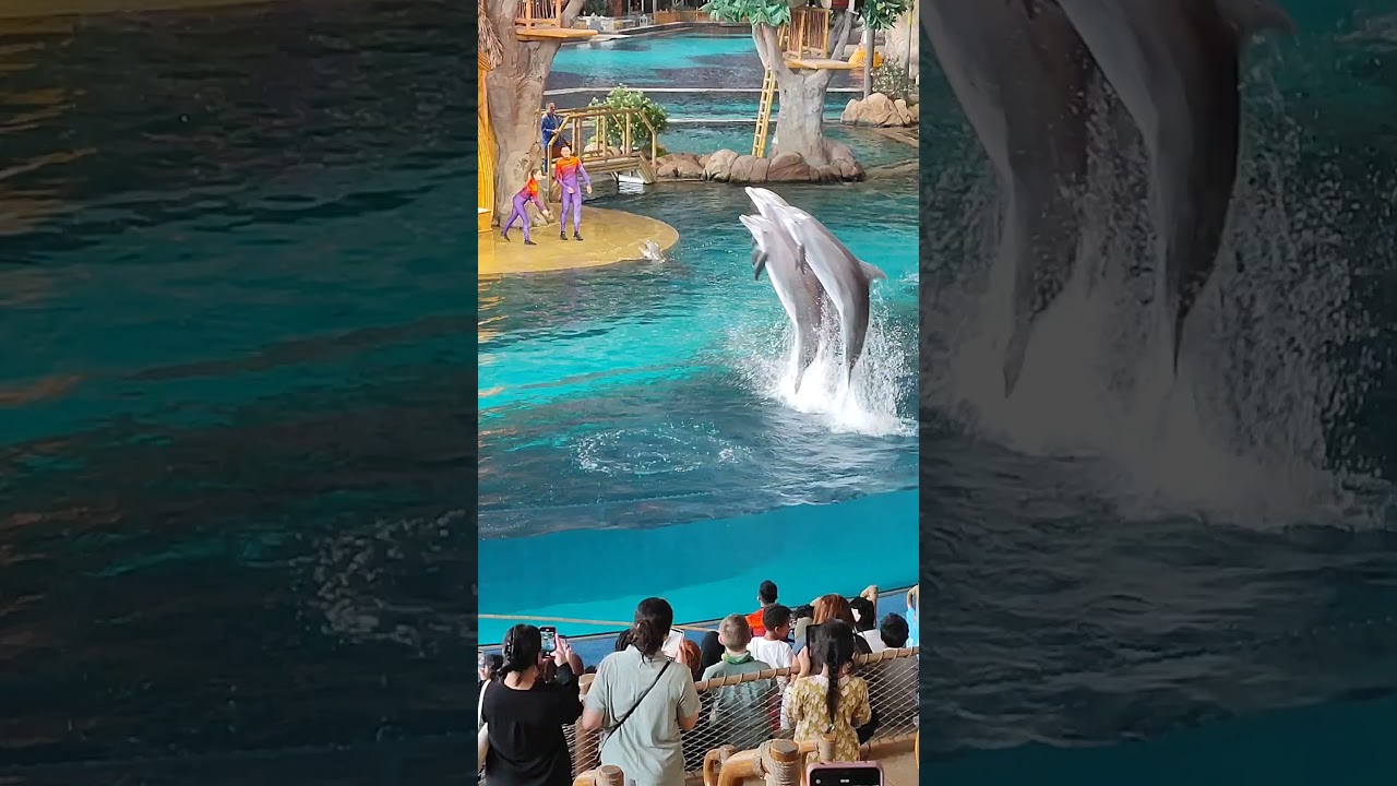 Dolphins Perform Stunning Show at SeaWorld Abu Dhabi 🐬