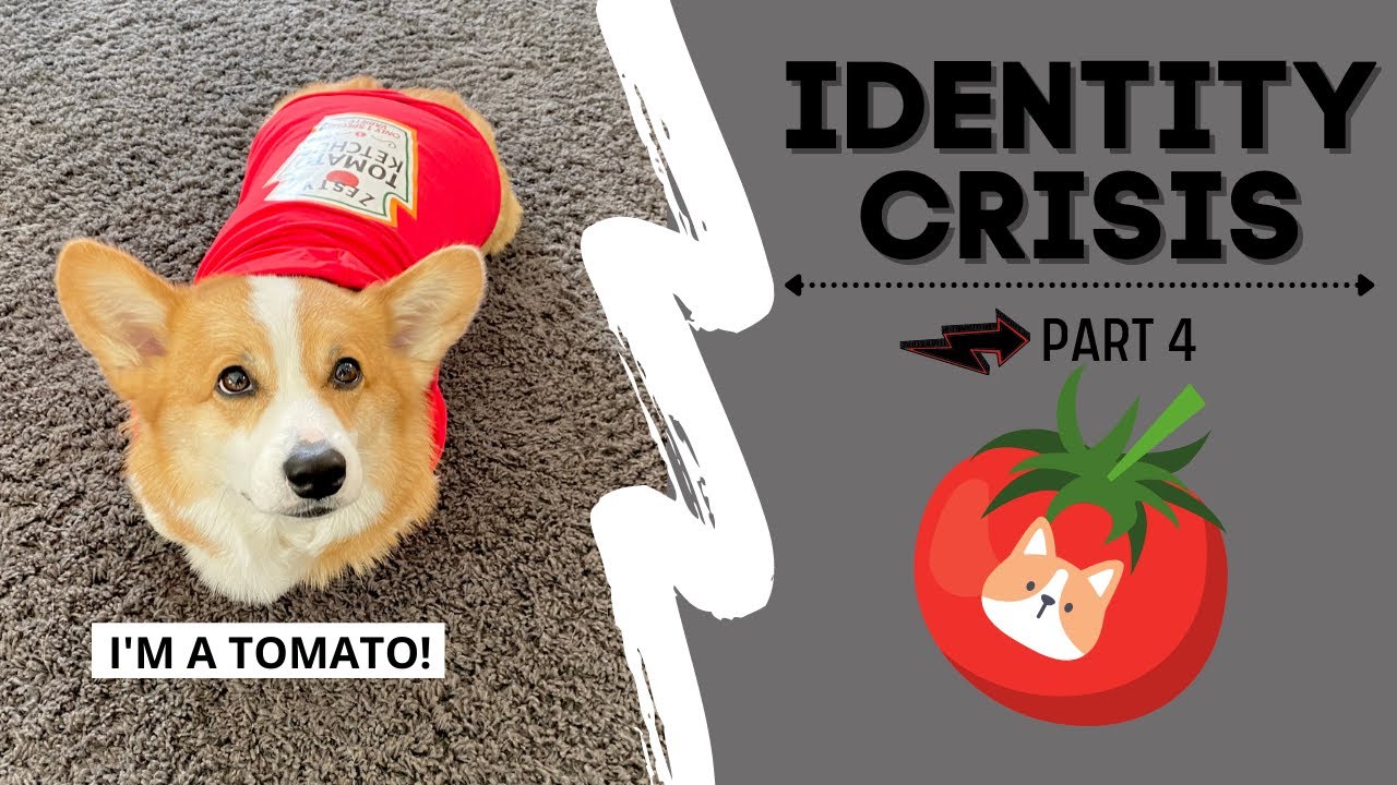 Corgi Hammy Thinks He's a Tomato! 🍅 #shorts
